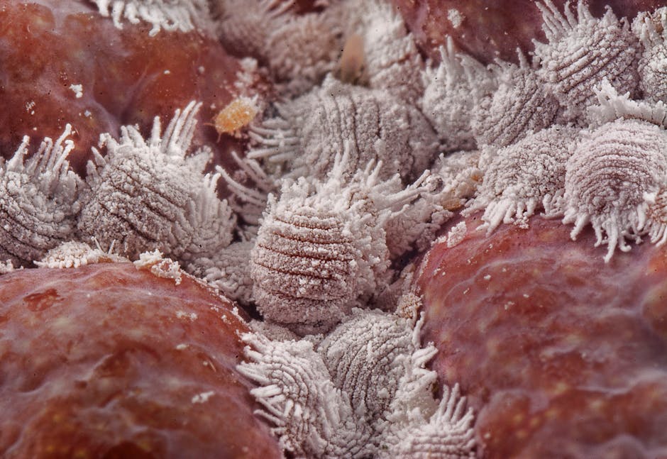 Bed Bugs — Understanding and Eradicating Bed Bugs