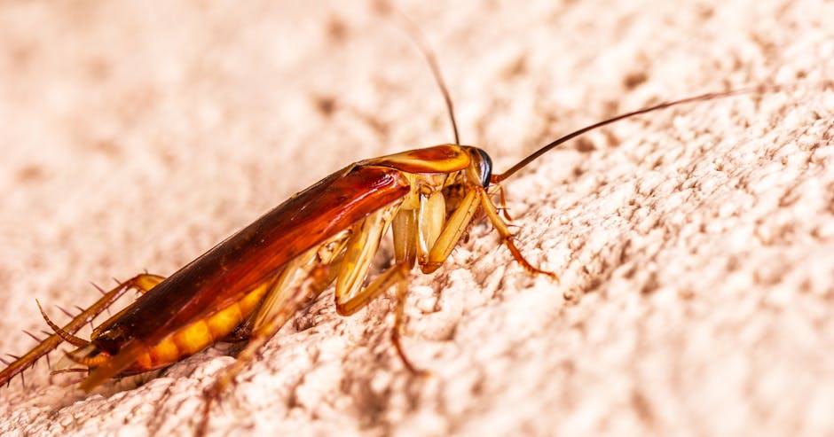 Cockroaches — Best Cockroach Baits: Why Gel Bait Works When