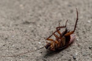 get rid of cockroaches using gel bait