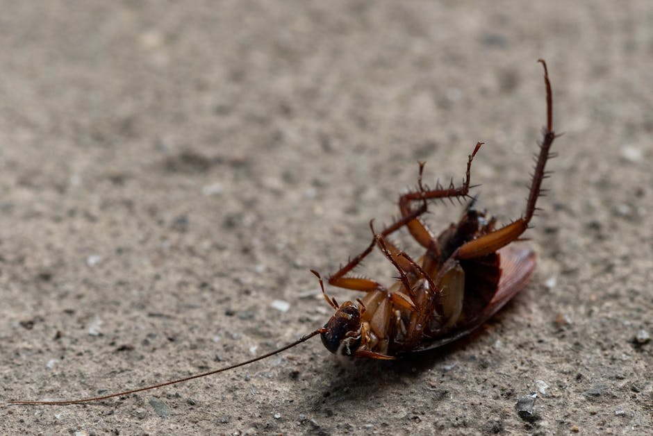 How to get rid of cockroaches using gel bait