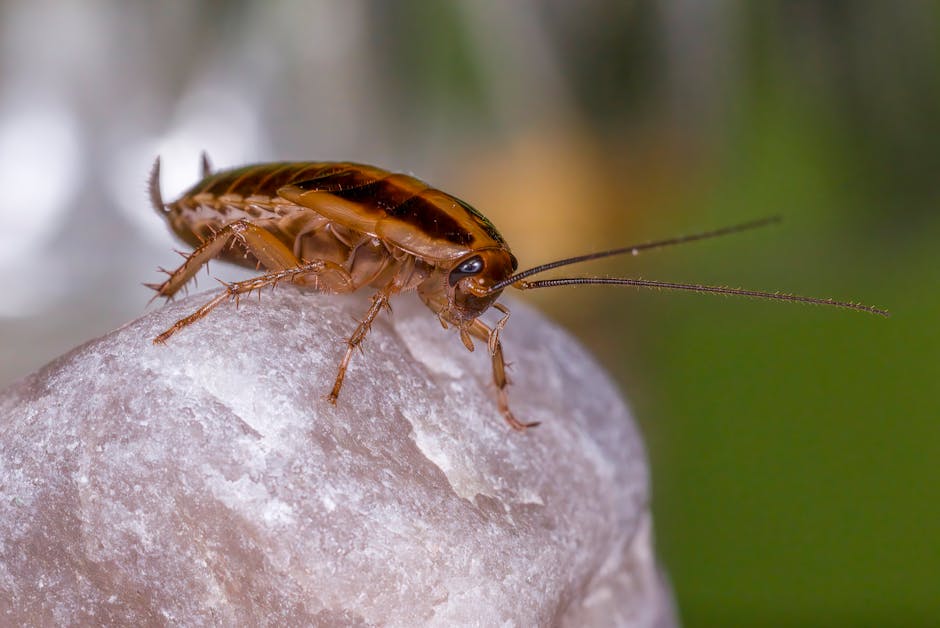 Cockroaches — Cockroach vs. Beetle: How to Tell the Difference