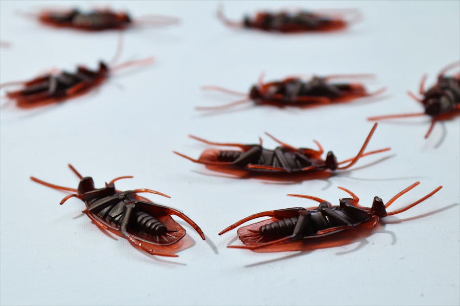 Cockroaches — Cockroach vs. Beetle: How to Tell the Difference