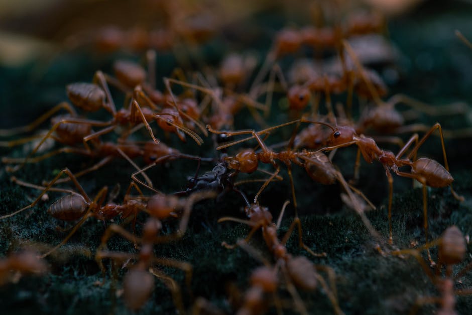 Other Pests — Fire Ant Stings: First Aid, Treatment, and When