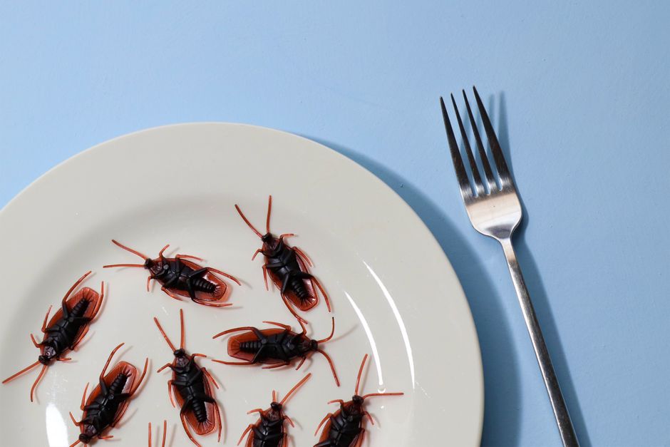 Cockroaches — 7 Proven Ways to Get Rid of Cockroaches