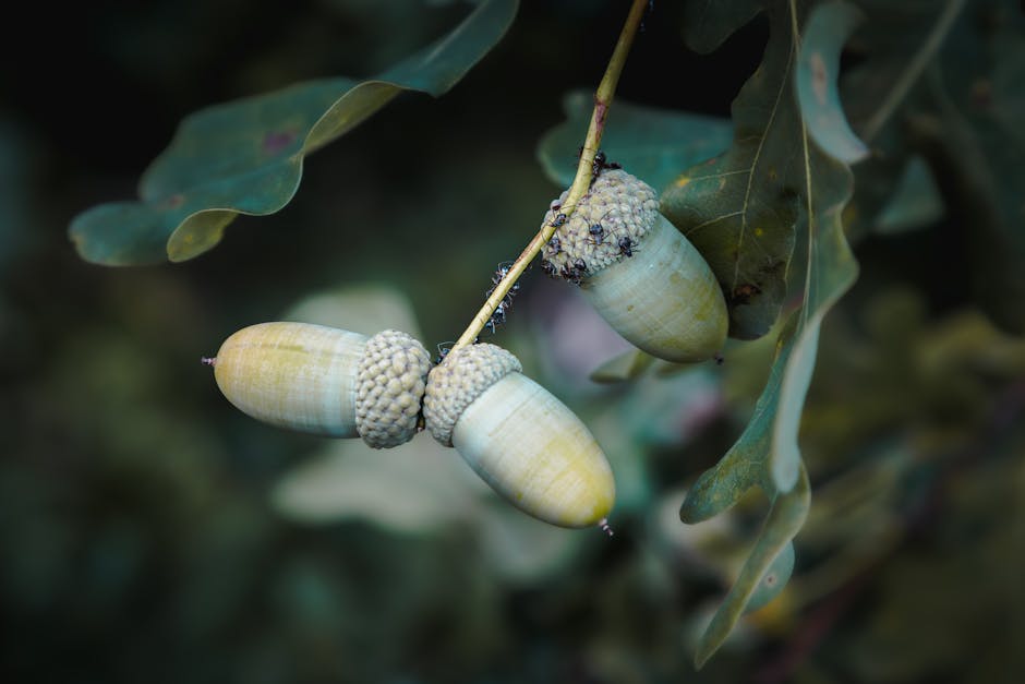 Other Pests — How to Get Rid of Ants in Your