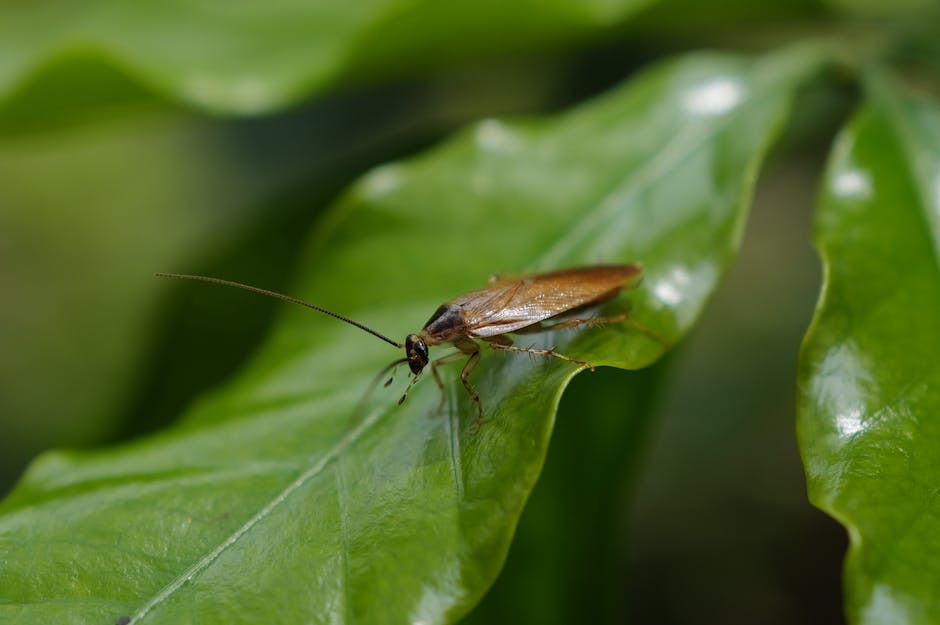 Cockroaches — How to Keep Cockroaches Out of Your Kitchen