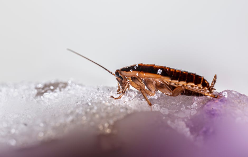 Cockroaches — How to Keep Cockroaches Out of Your Kitchen