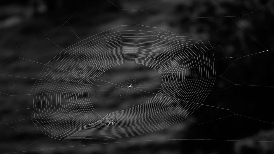 Spiders And Scorpions — How to Keep Spiders Out of Your Home