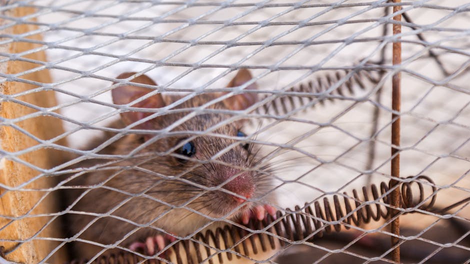 Rodents — Effective Strategies for Rodent Control (Part 2)