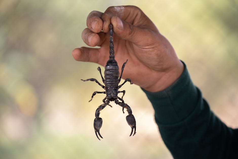 Spiders And Scorpions — Scorpion Season: What Homeowners Need to Know