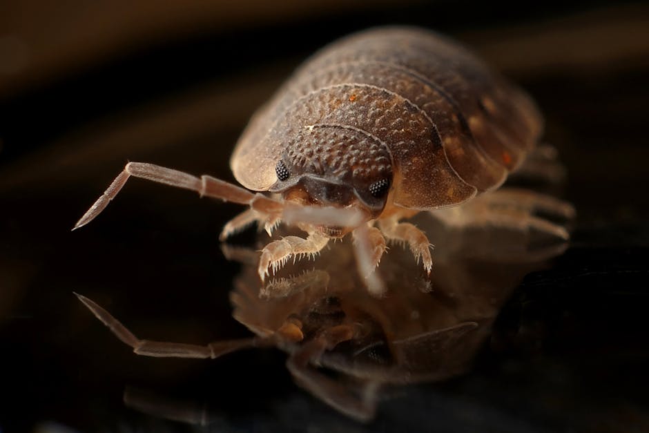 Bed Bugs — Tropical Bed Bugs: Identification & Treatment Guide (2026)
