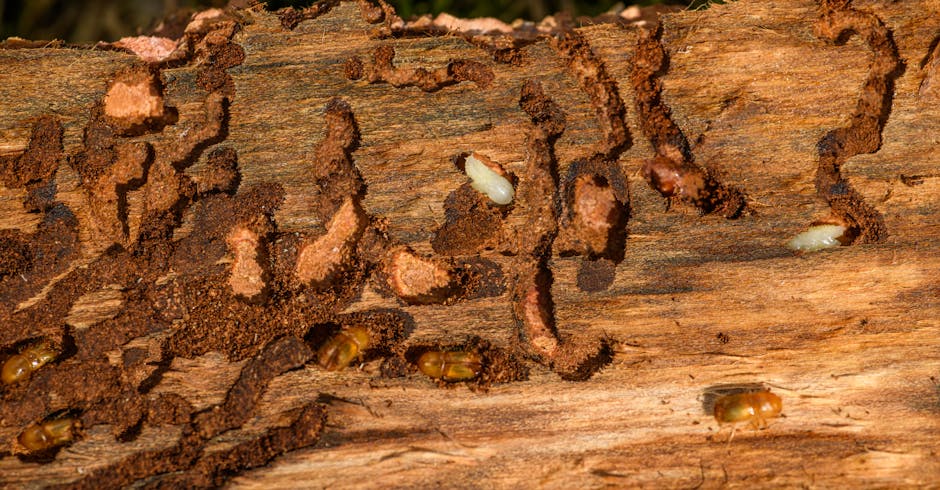 Termites — What Attracts Termites to Your House: A Comprehensive