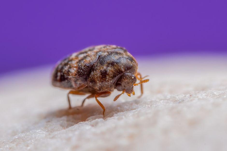 Bed Bugs — Bed Bug vs Carpet Beetle: The Visual Differences