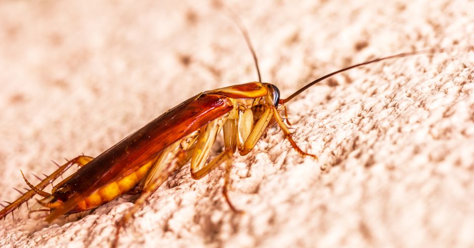 Cockroaches — Best Cockroach Baits: Why Gel Bait Works When
