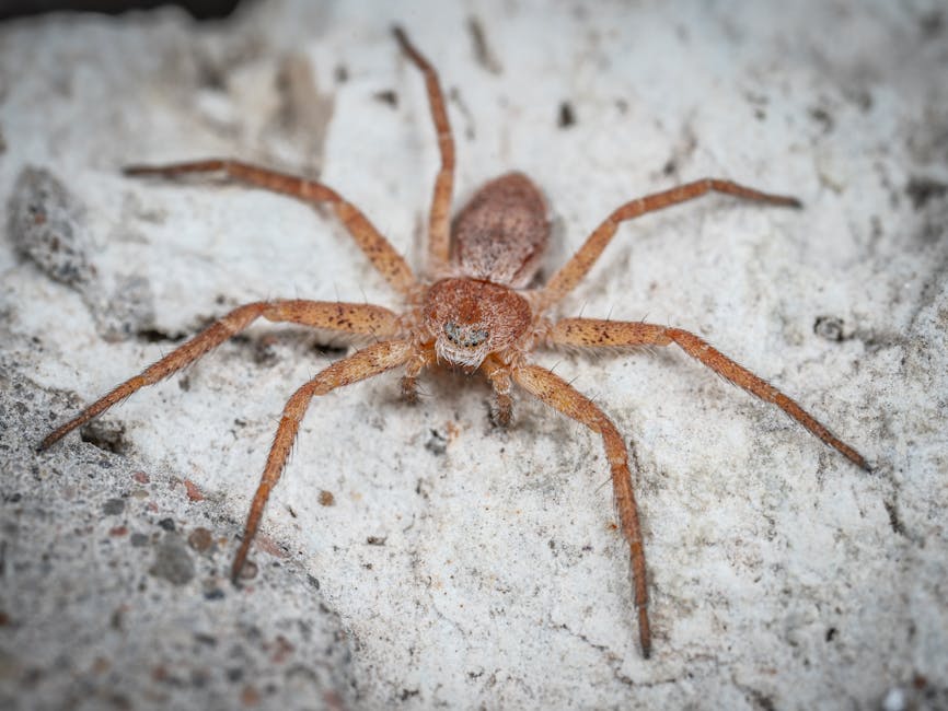 Other Pests — Black Widow vs Brown Recluse Bite Pictures: 9