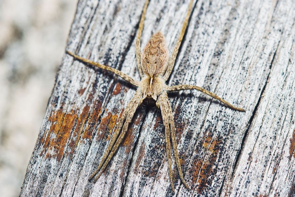 Other Pests — Black Widow vs Brown Recluse Bite Pictures: 9