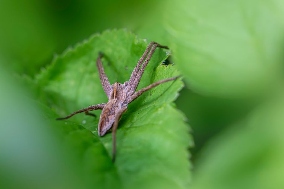 Spiders And Scorpions — Black Widow vs Brown Recluse: 7 Critical Differences
