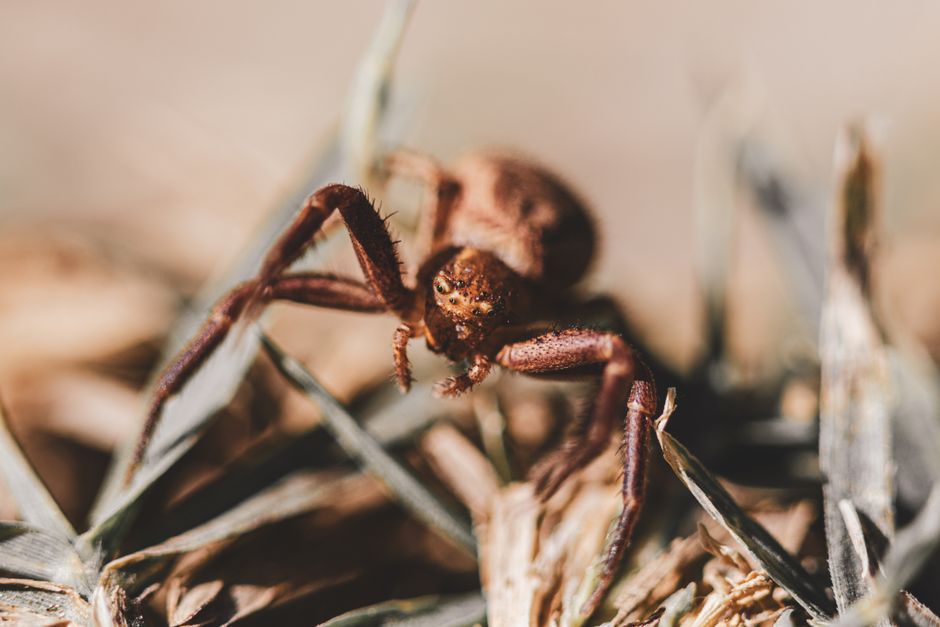 Spiders And Scorpions — Black Widow vs Brown Recluse: 7 Critical Differences