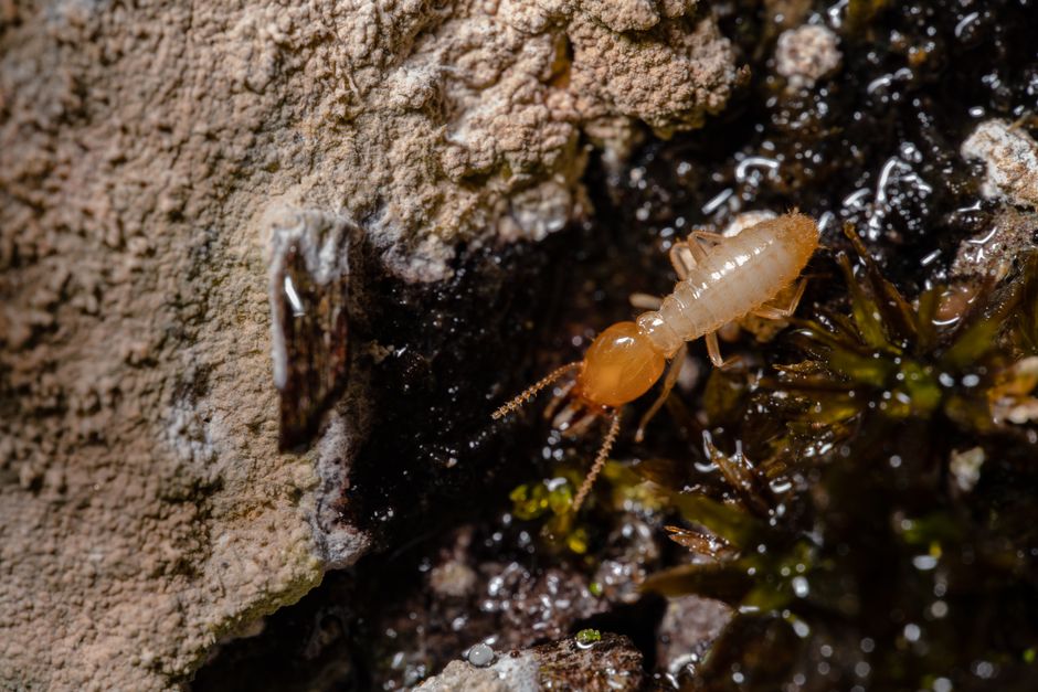 Termites — Carpenter Ants vs Termites: How to Tell the