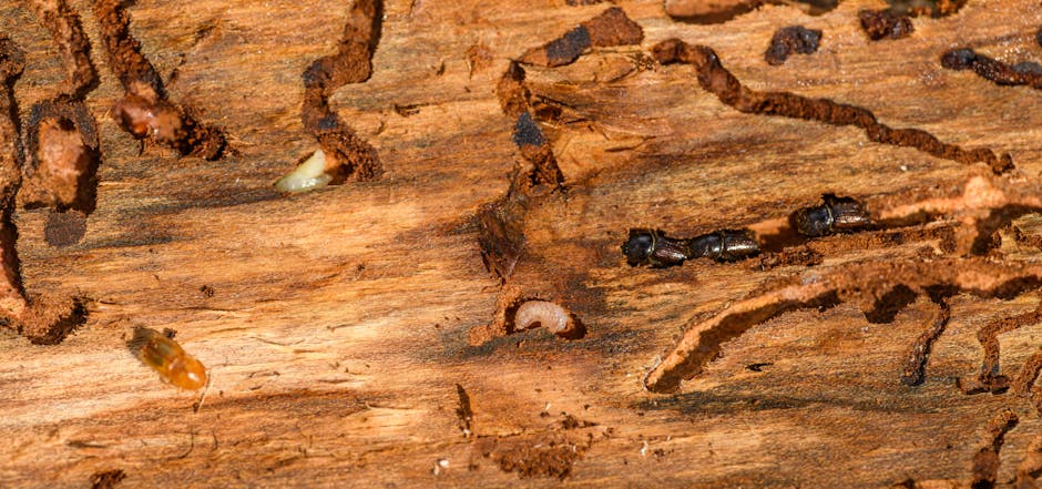 Termites — Carpenter Ants vs Termites: How to Tell the