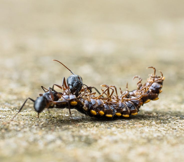 Other Pests — Managing Centipedes and Millipedes in and Around Your