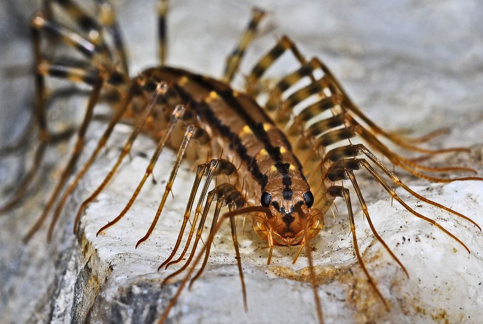 Other Pests — Managing Centipedes and Millipedes in and Around Your