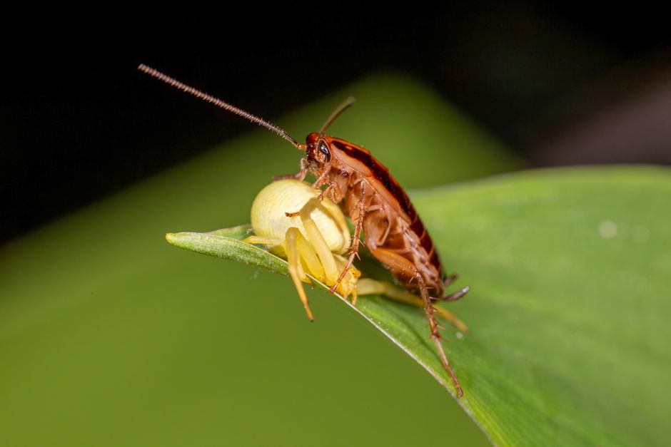 Cockroaches — Cockroach vs. Beetle: How to Tell the Difference
