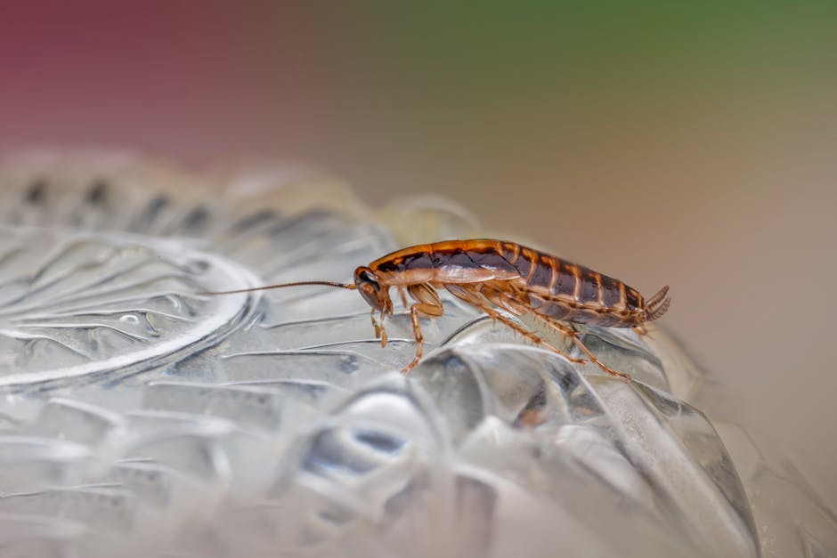 Cockroaches — Cockroach vs. Beetle: How to Tell the Difference