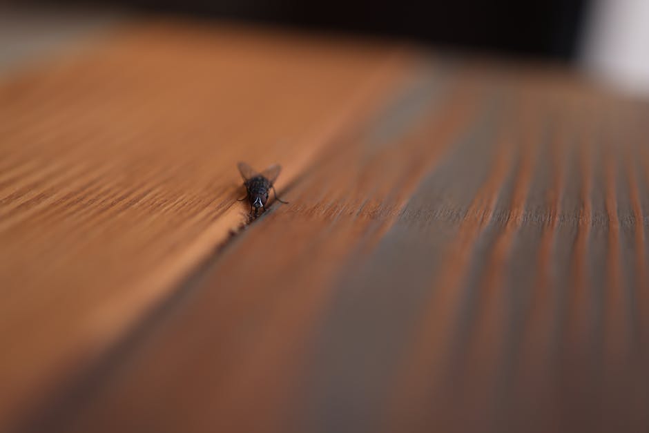 Pest Prevention — Common Household Pests and How to Eliminate Them