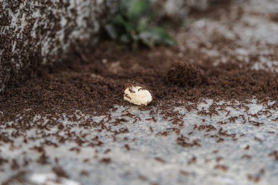 Other Pests — Fire Ant Stings: First Aid, Treatment, and When
