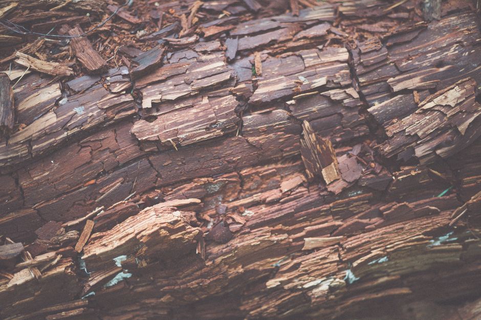 Termites — Flying Ants vs Termites: How to Tell the