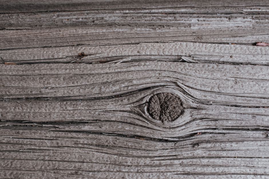 Termites — Flying Ants vs Termites: How to Tell the