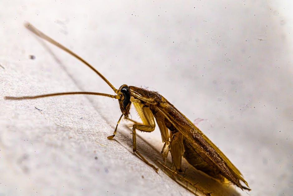 Cockroaches — 7 Proven Ways to Get Rid of Cockroaches