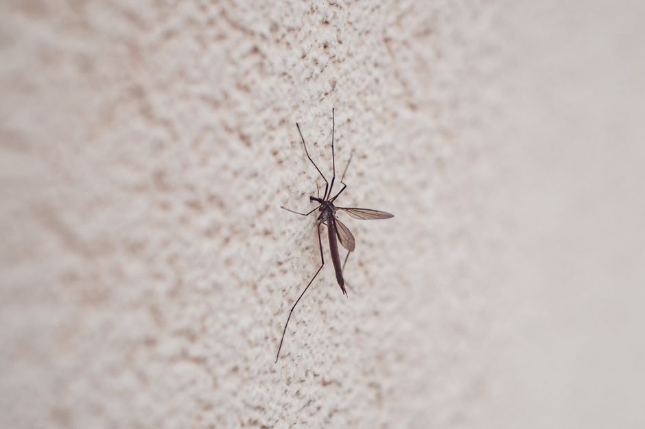 Pest Prevention — Optimizing Your Home Protection: How Often Should You