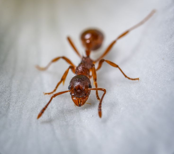 Other Pests — How to Get Rid of Ants in Your