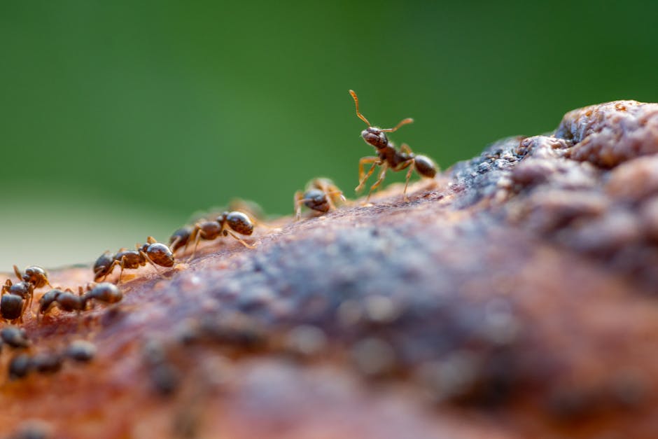 Other Pests — How to Get Rid of Ants in Your