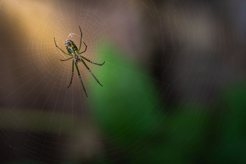 Spiders And Scorpions — How to Keep Spiders Out of Your Garage