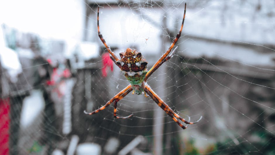 Spiders And Scorpions — How to Keep Spiders Out of Your Garage