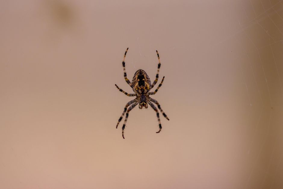 Spiders And Scorpions — How to Keep Spiders Out of Your Home