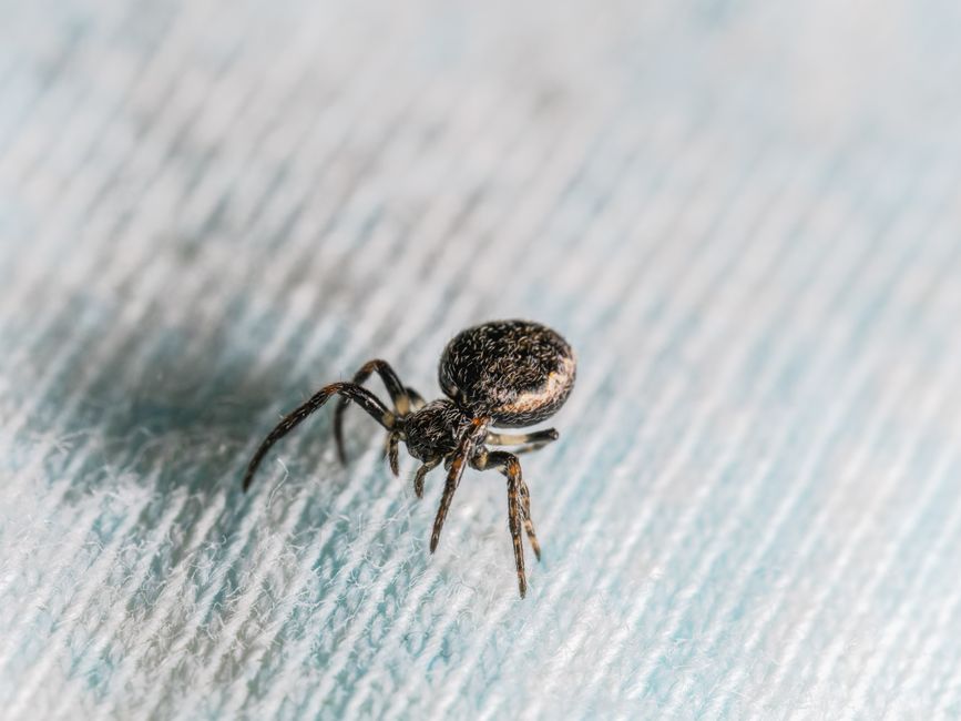 Spiders And Scorpions — How to Keep Spiders Out of Your Home