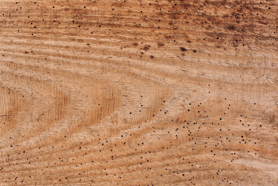 Termites — Safeguarding Your Home: How to Prevent Termites from