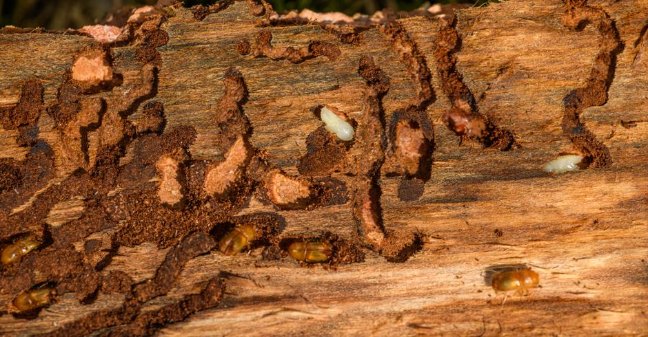 Termites — Identify Termites Pictures: 2026 Guide to Signs &