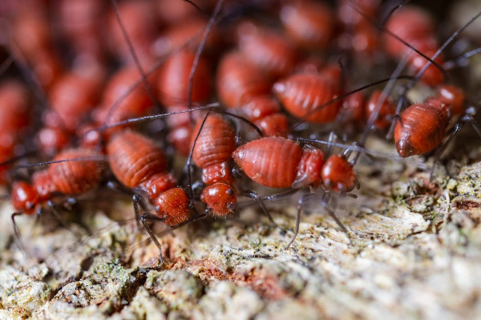 Termites — Identify Termites Pictures: 2026 Guide to Signs &