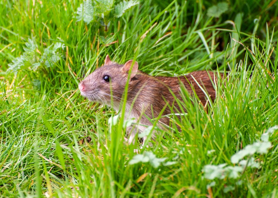 Rodents — Norway Rat vs Roof Rat: How to Tell