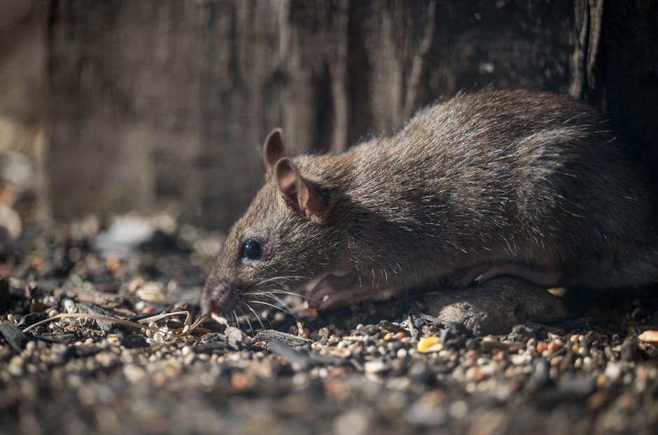Rodents — Comprehensive Strategies for Effective Pest Control