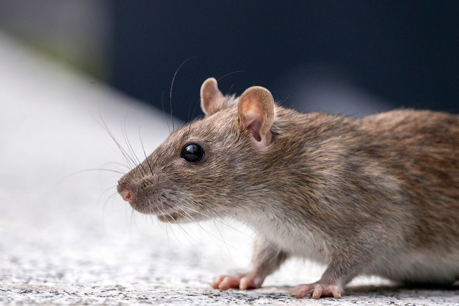 Rodents — Comprehensive Strategies for Effective Pest Control