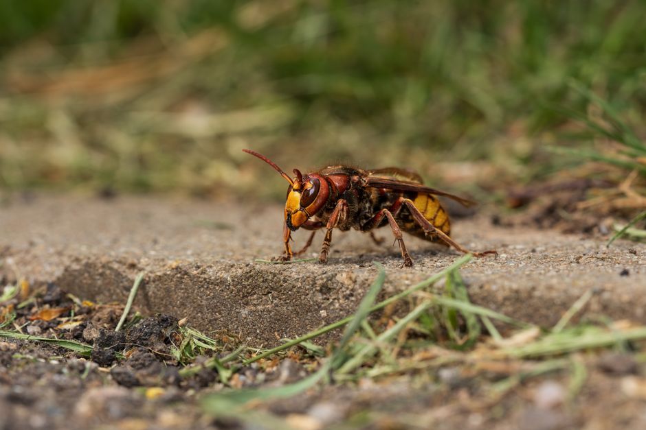 Other Pests — Pest Droppings Identification: A Homeowner’s Guide