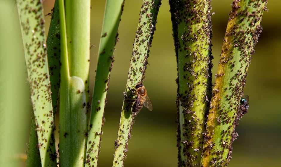 Professional Pest Control — Professional Pest Control vs. DIY Pest Control: Making