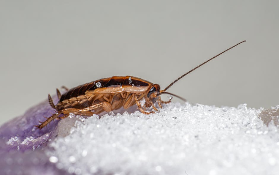 Professional Pest Control — Professional Pest Control vs. DIY Pest Control: Making