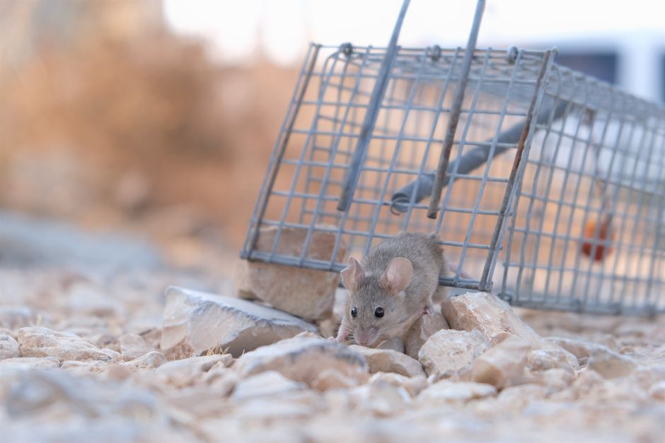 Rodents — Rat Droppings vs Mouse Droppings: Key Differences and